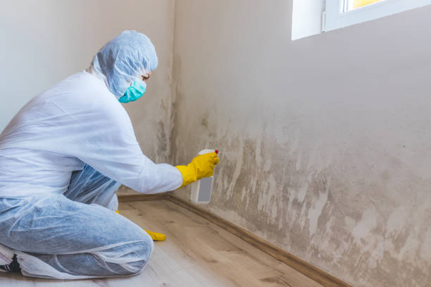 Black mold inspection in Mercer Island