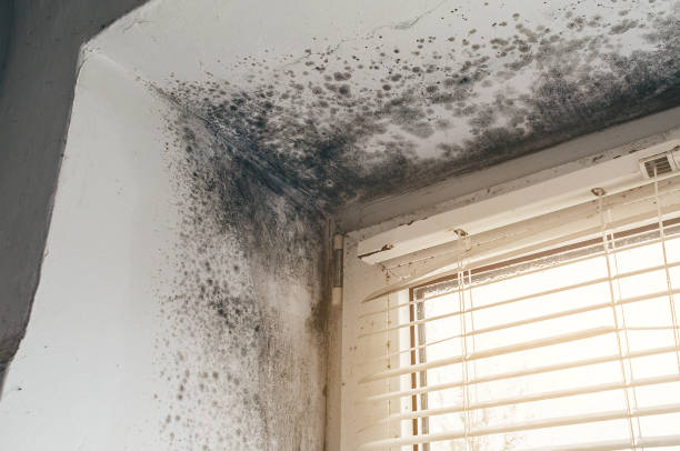 Mold Remediation service in Mercer Island, Mercer Island, WA